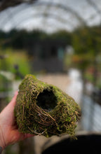 Load image into Gallery viewer, Foggy Bummers Photo of a Wren's Nest