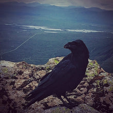 Load image into Gallery viewer, Raven