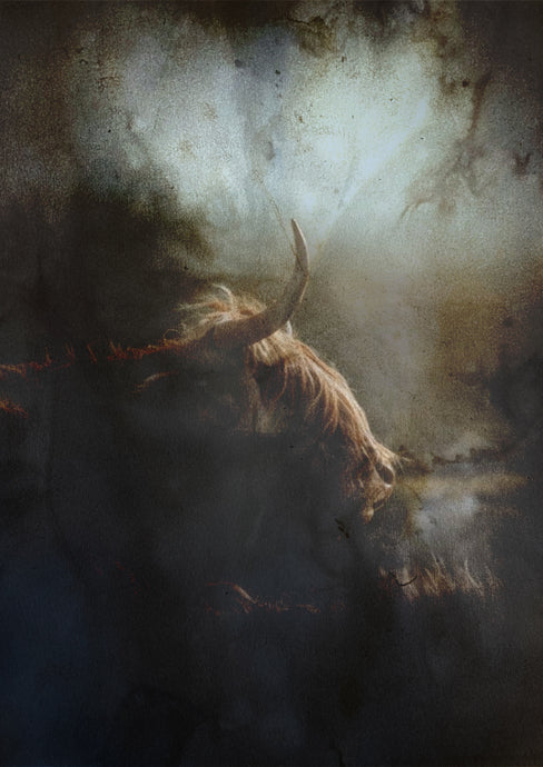 Highland Cow with dramatic background
