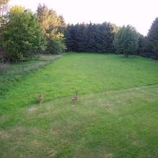 Foggy Bummers-Short video capturing two  young Roe Deer at play in forest. 